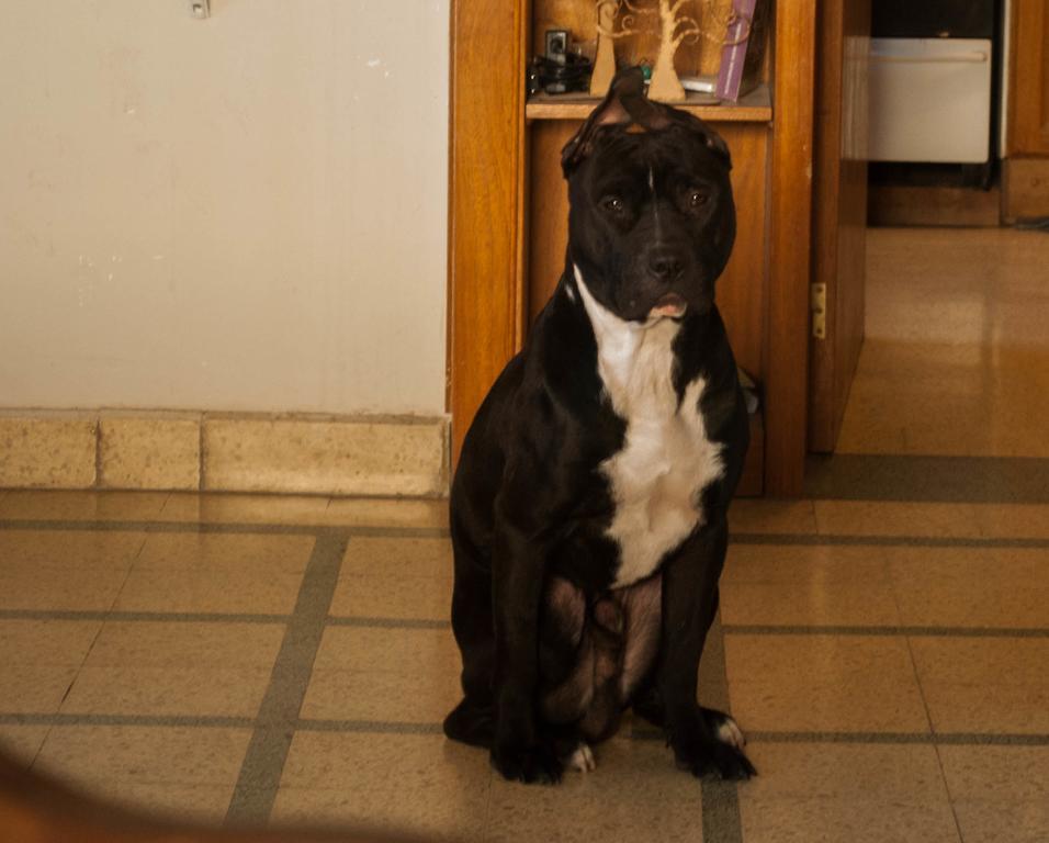 Loica Hostel Puerto Madryn Dış mekan fotoğraf
